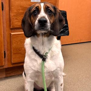 Lovelace, Spaniel, English Springer, young, available for adoption