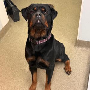 Harper, Rottweiler, adult, available for adoption