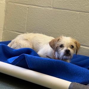 Gina, Mixed Breed (Small), available for adoption