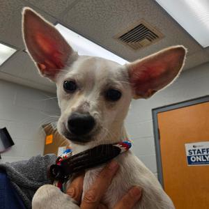 Casper, Mixed Breed (Medium), young, available for adoption