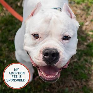 Lobo, Terrier, Pit Bull, adult, available for adoption