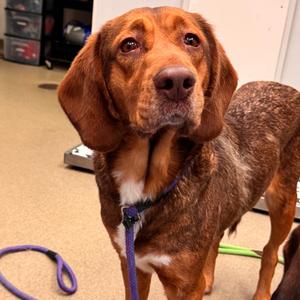 Disco, Retriever, Chesapeake Bay, adult, available for adoption