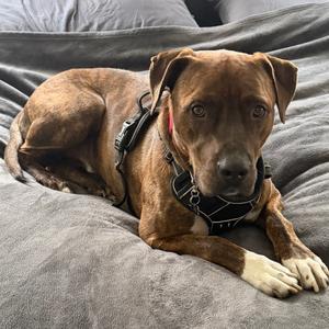 Tiger - IN FOSTER, Mixed Breed (Large), adult, available for adoption