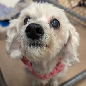 A close-up of a small white dog with curly fur, wearing a red bandana, looking up with its head tilted.