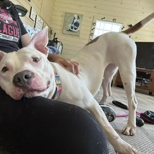 Kokomo, Terrier, American Pit Bull, young, available for adoption
