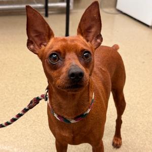 Vinny, Pinscher, Miniature, adult, available for adoption