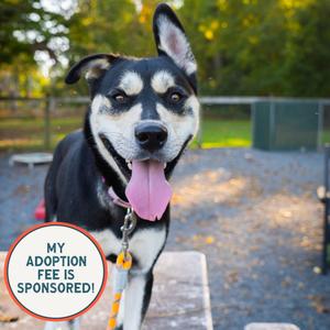 Eggroll, Husky, young, available for adoption