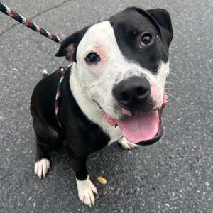 Skippy, Terrier, Pit Bull, adult, available for adoption
