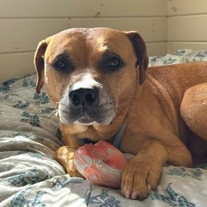 A brown dog with a white muzzle is lying on a patterned blanket, holding a red and white ball in its paws.