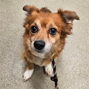 Cooper, Pomeranian, senior, available for adoption