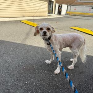 Gretel, Poodle, senior, available for adoption