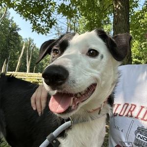 Mochi, Collie, Border, young, available for adoption