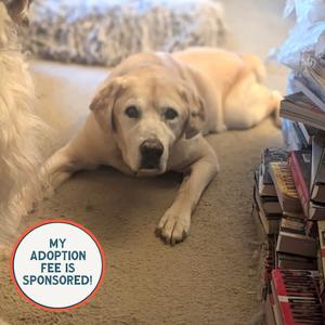 Raven - IN FOSTER, Retriever, Yellow Labrador, senior, available for adoption