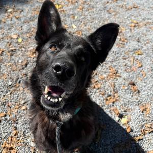 Akela, Shepherd, German, adult, available for adoption