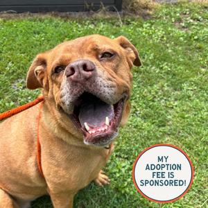 Diva, Dogue de Bordeaux, senior, available for adoption
