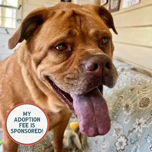 Chelsea, Dogue de Bordeaux, senior, available for adoption