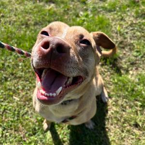 Beetlejuice, Terrier, Pit Bull, adult, available for adoption