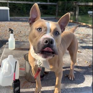 Brad, Mixed Breed (Medium), adult, available for adoption