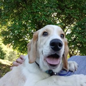 Jupiter, Hound, available for adoption
