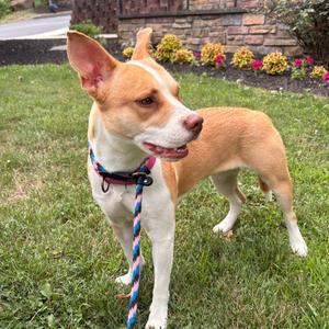 Rosé, Terrier, American Pit Bull, young, available for adoption