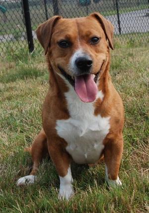 "PEPE" #6781, Beagle Mix, adult, available for adoption