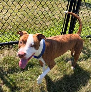"MACARONI" # 7221, Pit Bull Terrier Mix, adult, available for adoption