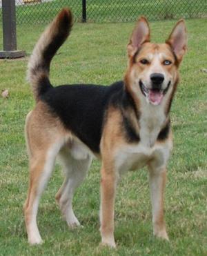 a dog standing on grass