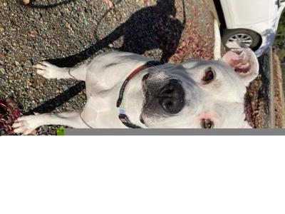 KATE, Pit Bull Terrier, adult, available for adoption