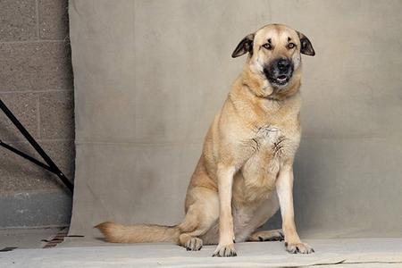 RIVER, German Shepherd Dog, adult, available for adoption