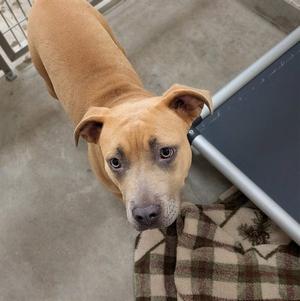*MARIE, Pit Bull Terrier / Labrador Retriever, adult, available for adoption