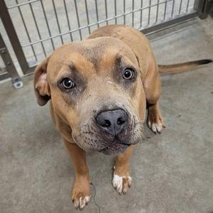 *DONNIE, Pit Bull Terrier, adult, available for adoption