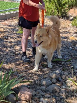 *JULIUS, Chow Chow, young, available for adoption