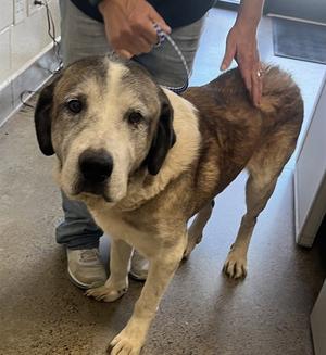 *BARNABY, Saint Bernard / Anatolian Shepherd, senior, available for adoption