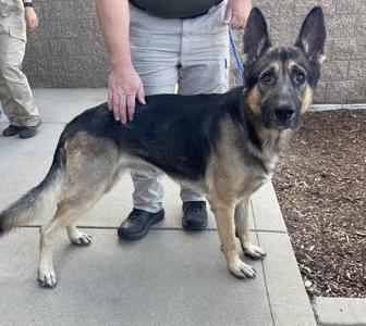 A067680, German Shepherd Dog, adult, available for adoption