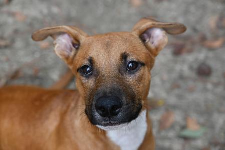 Boone, Hound / Boxer, puppy, available for adoption