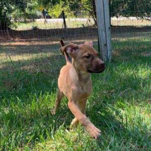 Kara, Hound, puppy, available for adoption