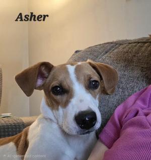 A brown and white dog named Asher sitting on a couch