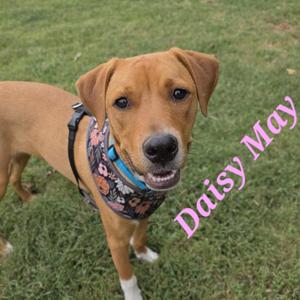 A brown dog wearing a floral harness standing on grass with the text "Daisy May" written in pink.