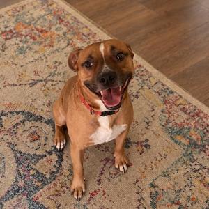A brown and white dog with a red collar sitting on a patterned rug.