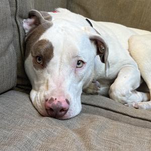 Koda fka Loki- Come Meet, Terrier / Australian Shepherd, puppy, available for adoption