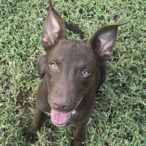 A brown dog with large ears and a pink tongue standing on grass.