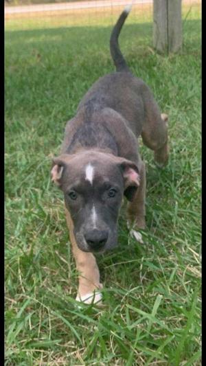 A brown puppy with a white patch on its forehead is walking on grass.