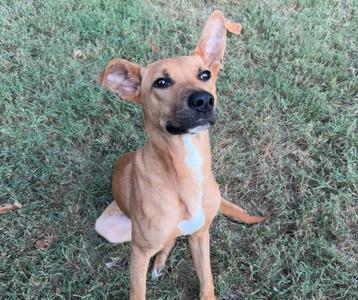 A brown dog with a white patch on its chest sitting on grass.