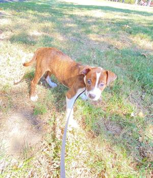 A brown and white puppy standing on grass, looking at the camera with a leash attached to its collar.