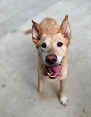 A happy brown dog with perked-up ears and a pink tongue sticking out, looking up at the camera.