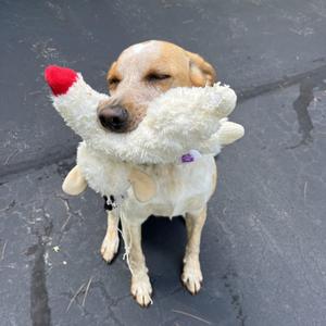 A tan and white dog with its eyes closed is holding a fluffy white toy in its mouth.
