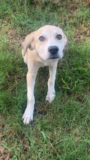 Dolly, Labrador Retriever / Airedale Terrier, puppy, available for adoption