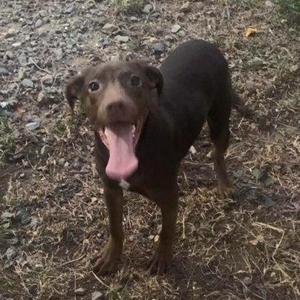 A brown dog standing on a patch of dry grass with its mouth open and tongue out.