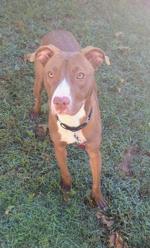 A brown dog with a white patch on its face and chest, standing on grass and looking up at the camera.