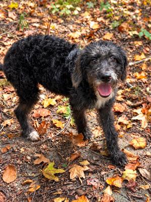 Kirk, Poodle / Terrier, puppy, available for adoption